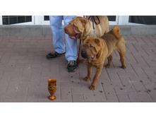 ��� ���� 320.JPG