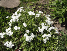 ����� ����������