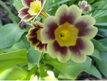 ������� �������