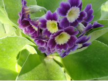 ������� �������