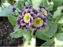 ������� �������