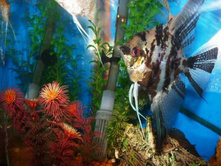 �������� ���������  