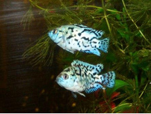 ������ ��� ������