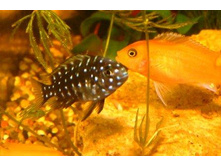 ���� ��������� 