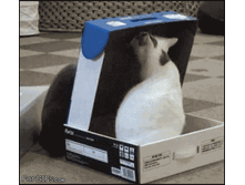 koshka-v-korobke3.gif
