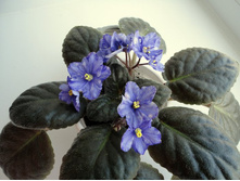 Ma\\\'s Toxic Spil.JPG