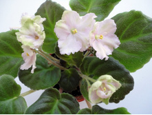 ��-�������� ����.JPG