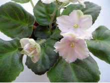 ��-�������� ����.JPG