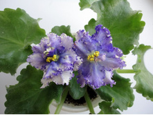 ��-��������� �������.JPG