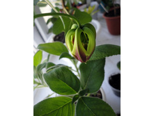 ����� �� ��������.JPG