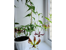 �������� �� �����.JPG