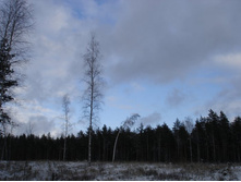 ����� ���� �������....