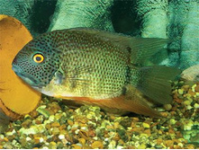 ������� ������� (“Green”) ��������