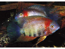 ����������