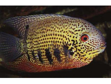 �������  “Gayana”