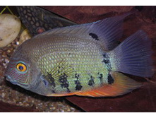 ������� ��������