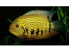 �������  “Gayana”