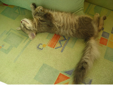 ��� �� ����)))