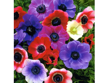 ������� �� ����                     Anemone coronaria, single flowering De Caen mixed.jpg