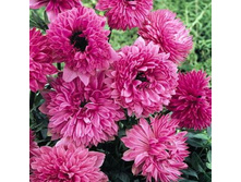 ������� �������� ������� Anemone coronaria, double flowering The Admiral.jpg