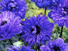 ������� �������� ���� ��������� Anemone coronaria, double flowering Lord Lieutenant.jpg