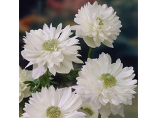 ������� �������� ����� ������� Anemone coronaria, double flowering Mount Everest.jpg