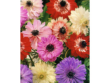 ������� �������� ��. ������� Anemone coronaria, double flowering St. Brigid mixed.jpg