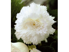 ����������� �����     FIMBRIATA WHITE.jpg