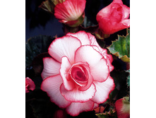 ����� �� ����              Begonia Bouton de Rose.jpg