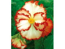 ������ ��������� ����� �������                     CRISPA MARG. WHITE RED.jpg