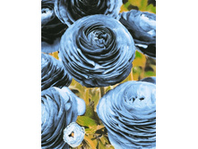 ���������� ������� Ranunculus Blu.jpg