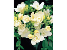 ������ �������� �����                  Freesia doubleflowering WHITE.jpg
