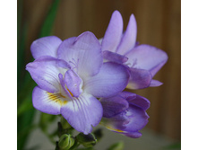 ������ �������� �������  Freesia doubleflowering BLUE.jpg
