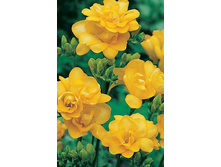 ������ �������� ������     Freesia doubleflowering YELLOW.jpg