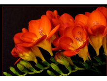 ������ �������� �������  Freesia doubleflowering RED.jpg
