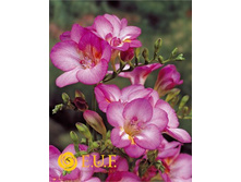 ������ �������� �������  Freesia doubleflowering PINK.jpg