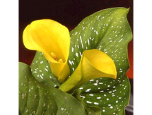 �������                ELLIOTTIANA.jpg