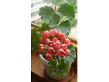 ��� �������