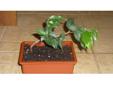 ����� ������