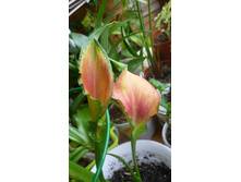 ��� ������ �� ������� �����