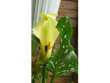 ������ �����