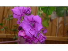 ��� �����