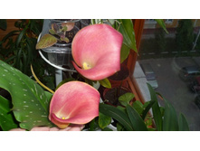 ������� �����