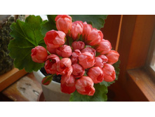 � ����� ��� �������