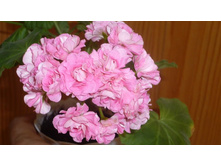 ���������� ���� �������