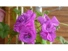 ��� �����