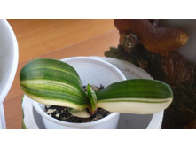 ������ �����������-2