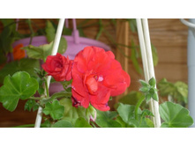 ��� �����