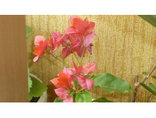 ����������� ���� ���