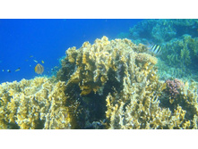 ������ �������� ���������� ���